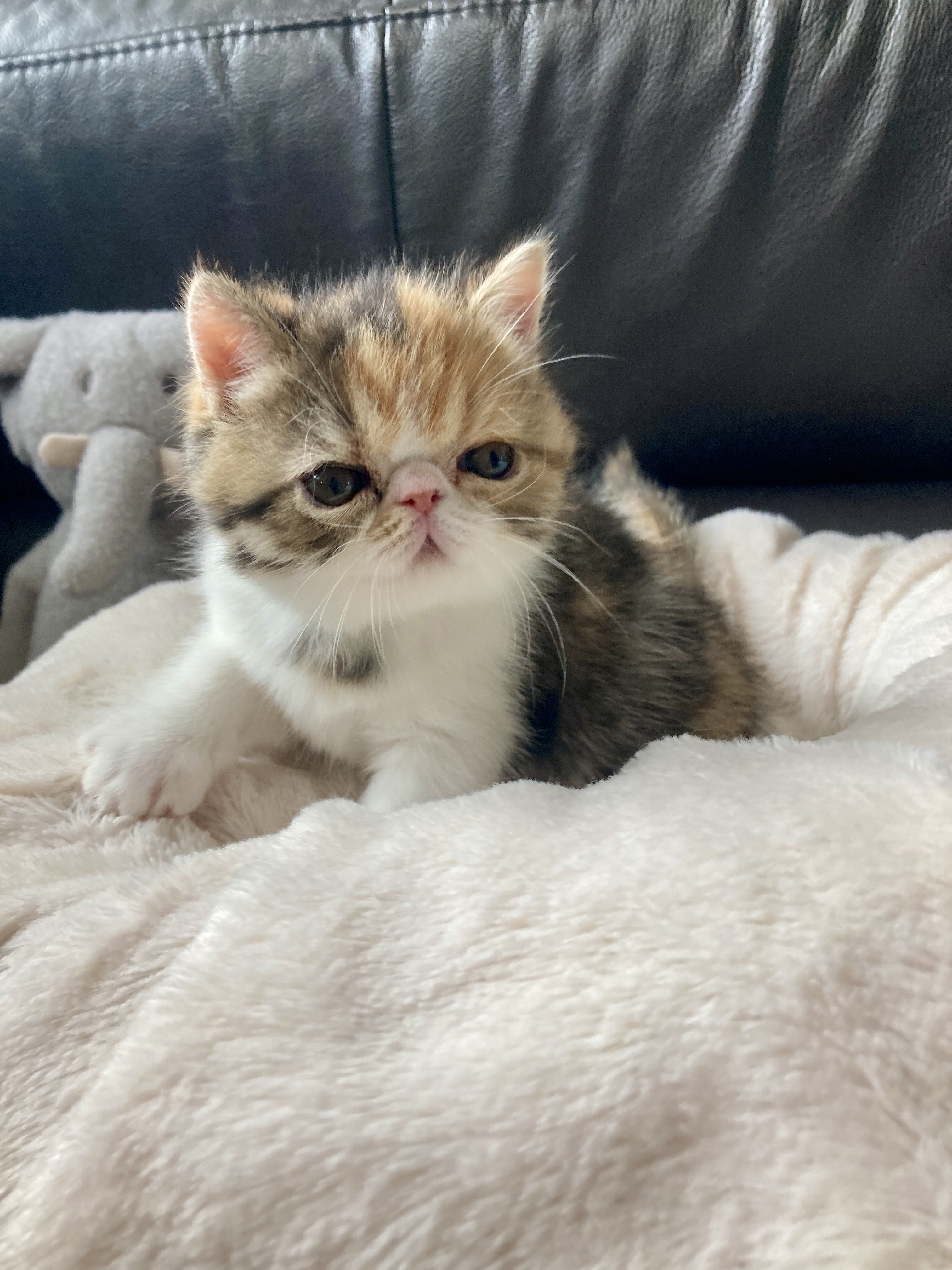 エキゾチックショートヘア子猫の写真