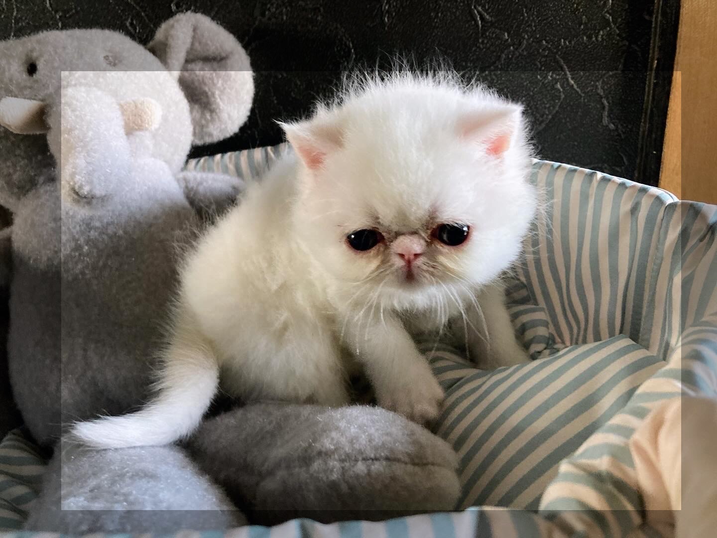 エキゾチックショートヘア子猫の写真