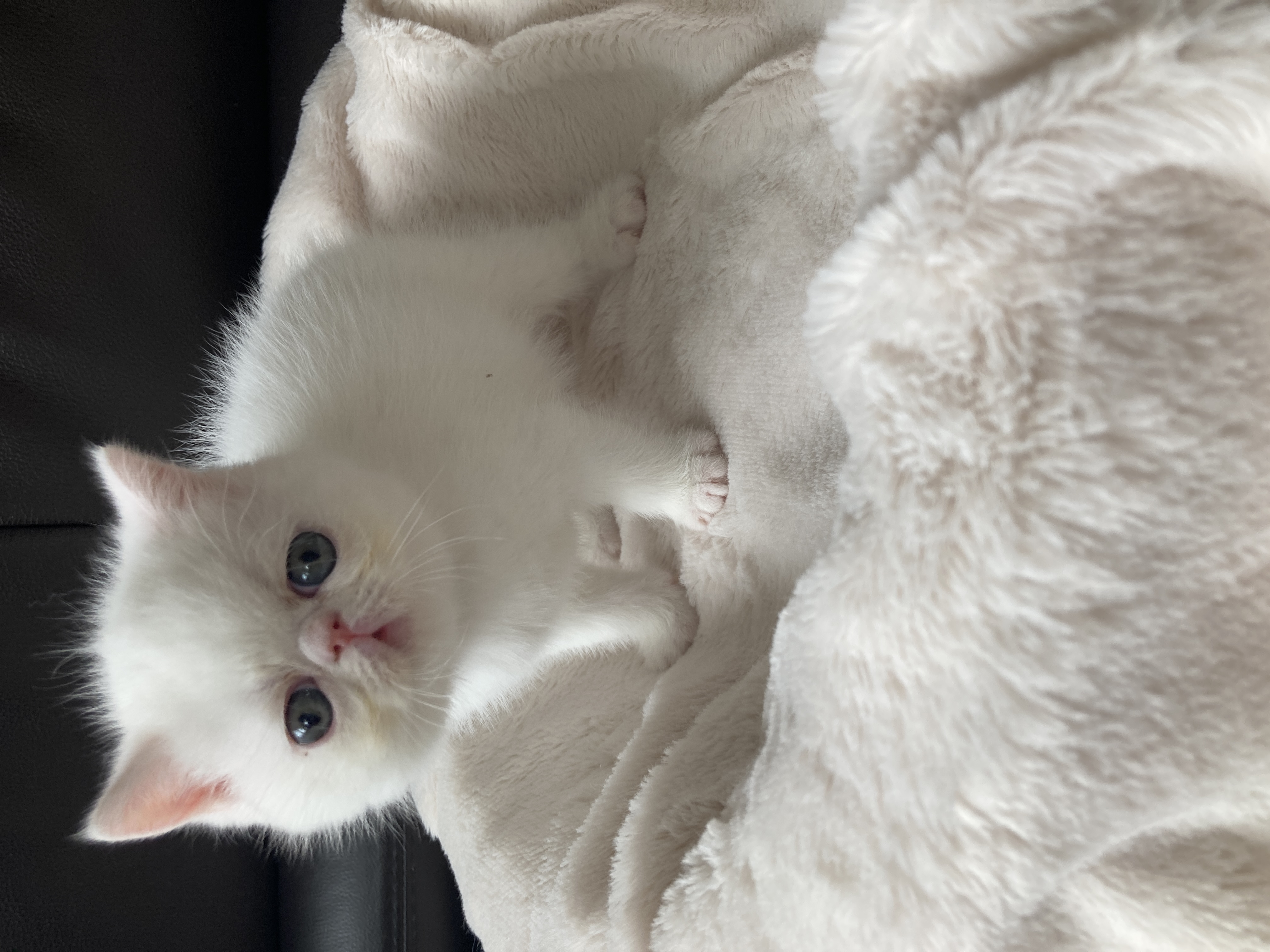 エキゾチックショートヘア子猫の写真