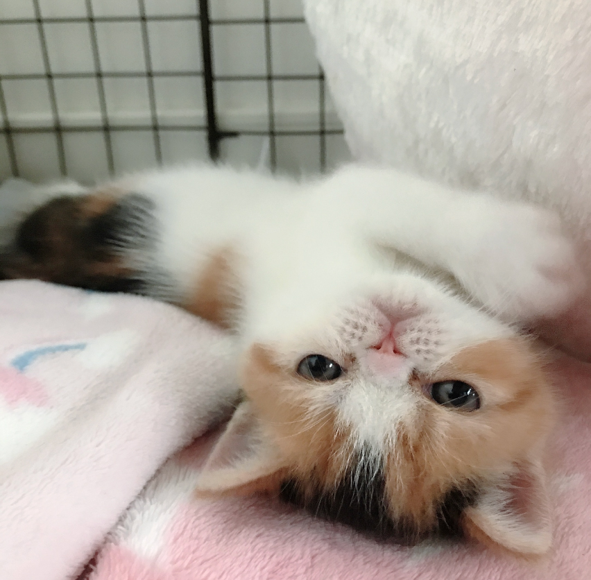 エキゾチックショートヘアの写真