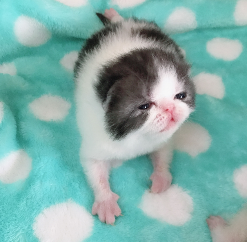 エキゾチックショートヘアの写真