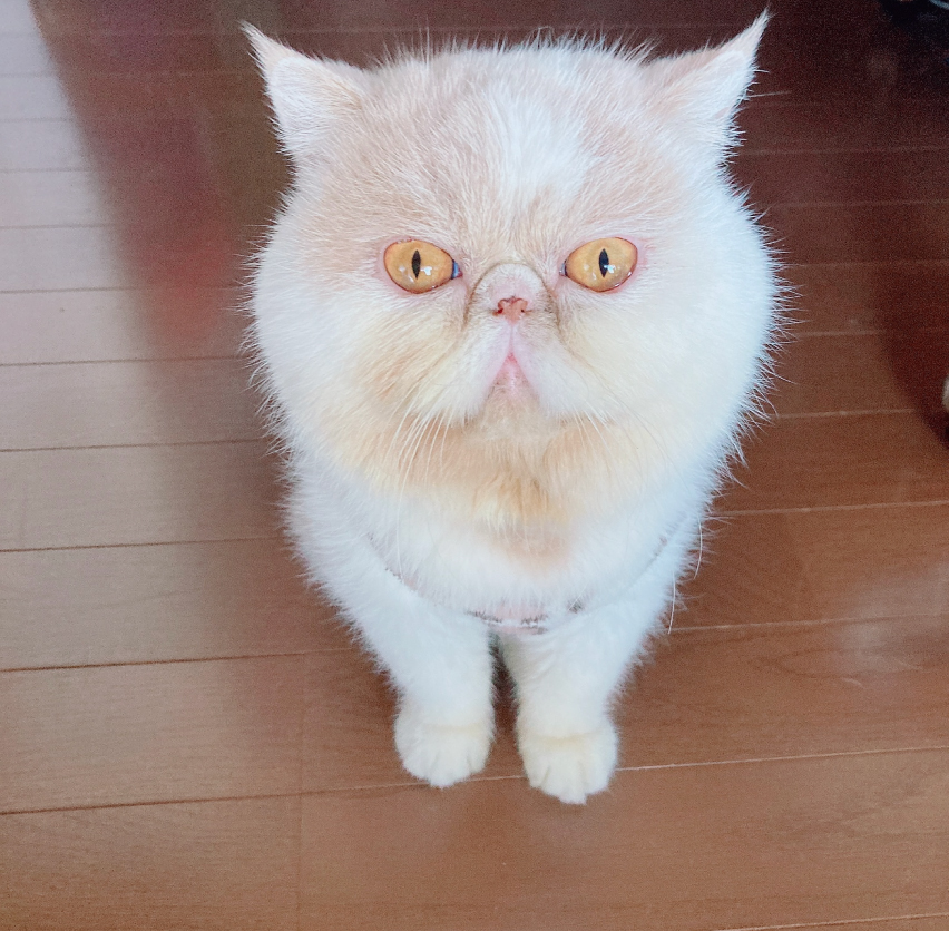 エキゾチックショートヘアの写真