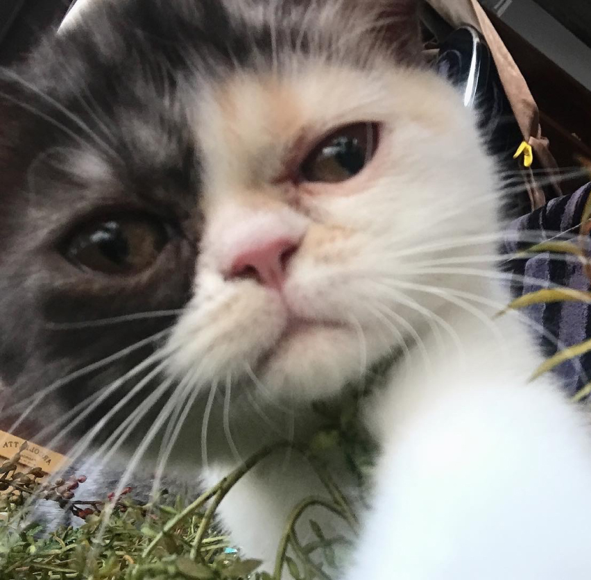 エキゾチックショートヘアの写真