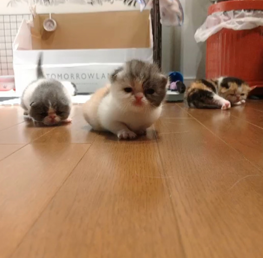 エキゾチックショートヘアの写真