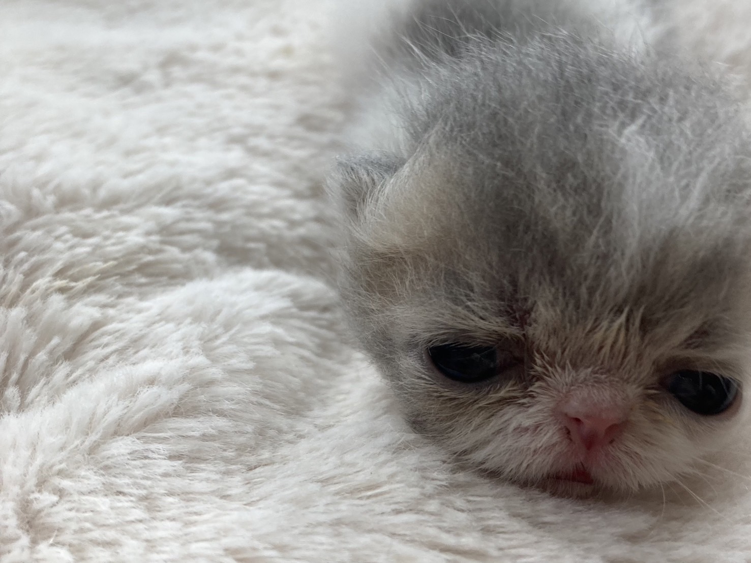 エキゾチックショートヘア子猫の写真