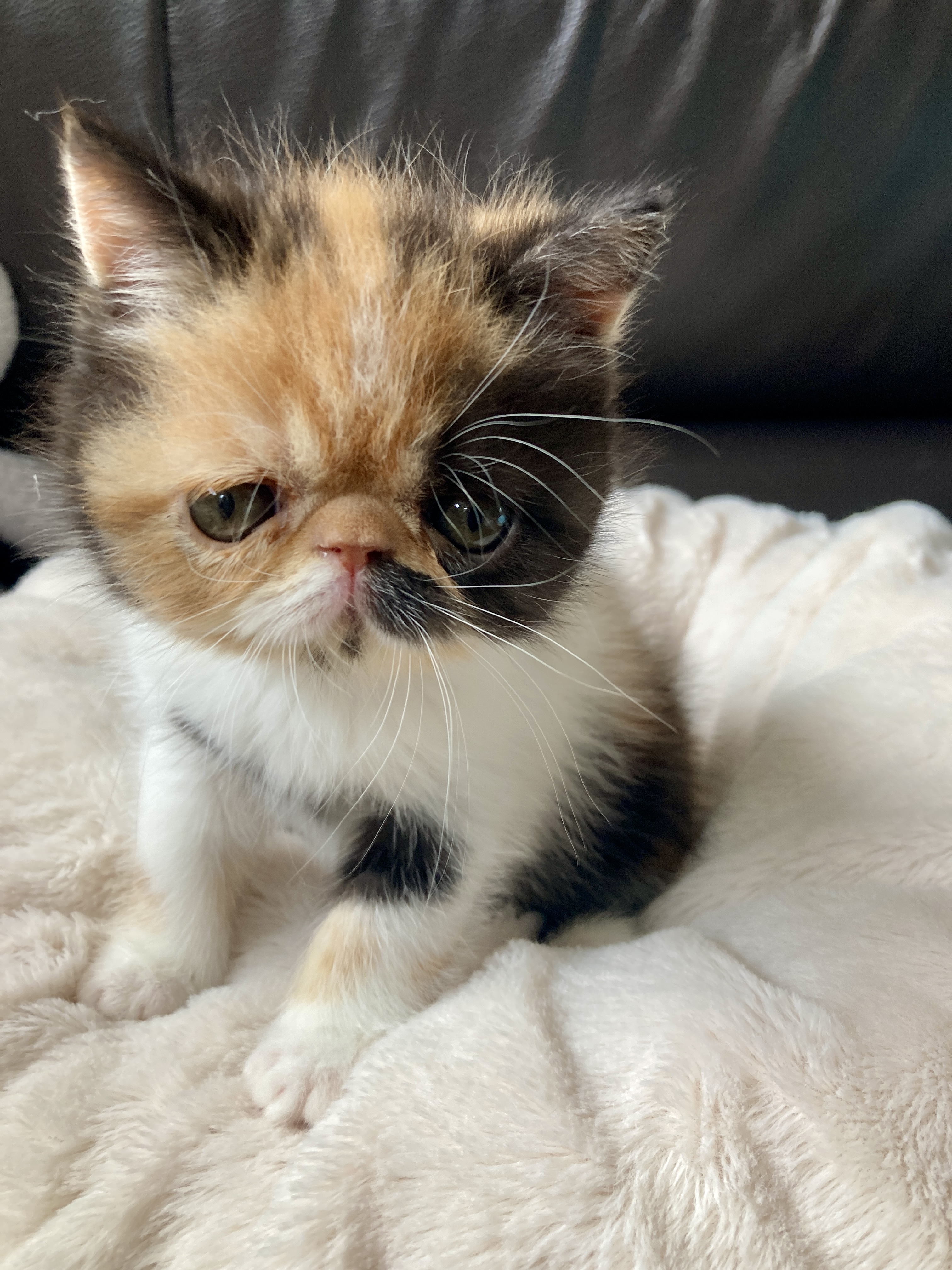 エキゾチックショートヘア子猫の写真